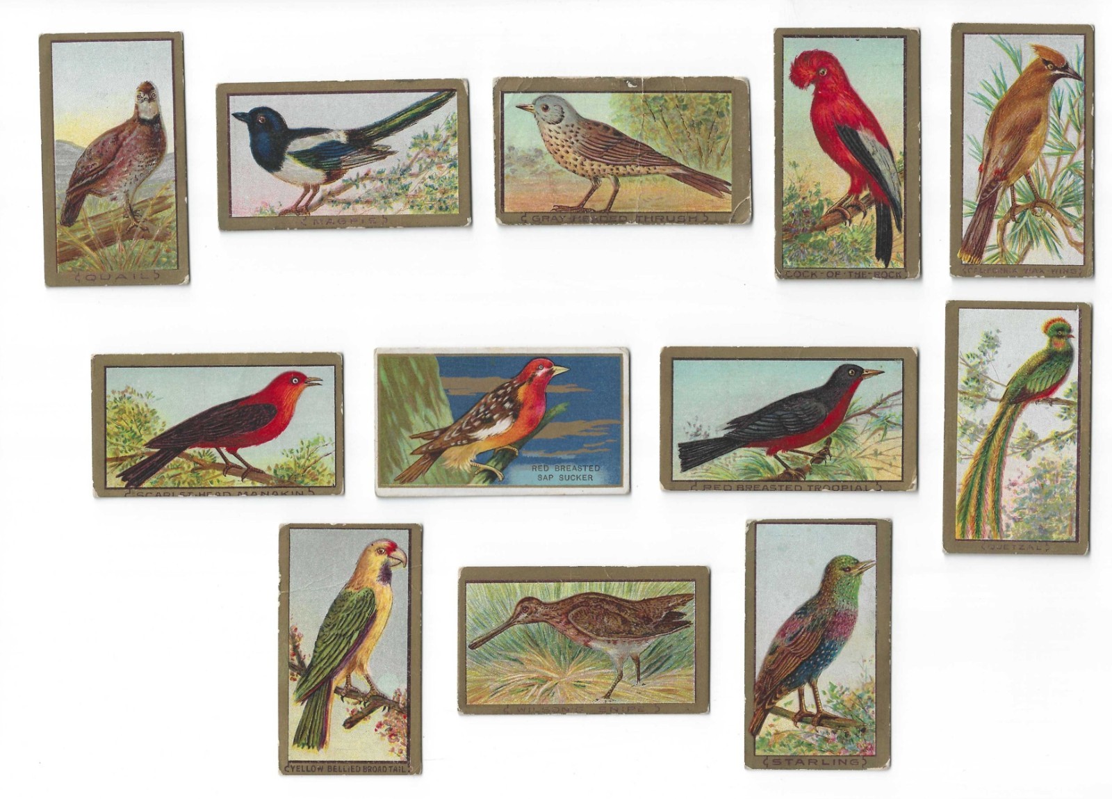 c1910’s T42 Mecca Tobacco Cards – Bird Series – 12 Different – Buy 1 or All!