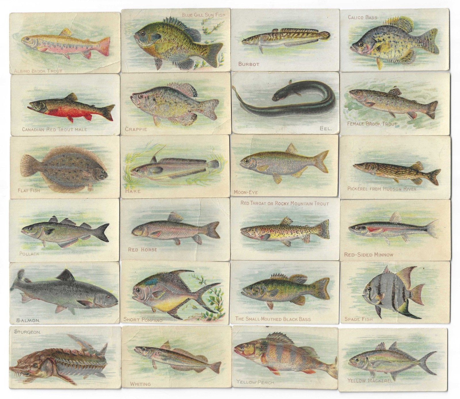 c1910’s T58 Piedmont Tobacco Cards – Fish Series – 24 Different – Buy 1 or All!