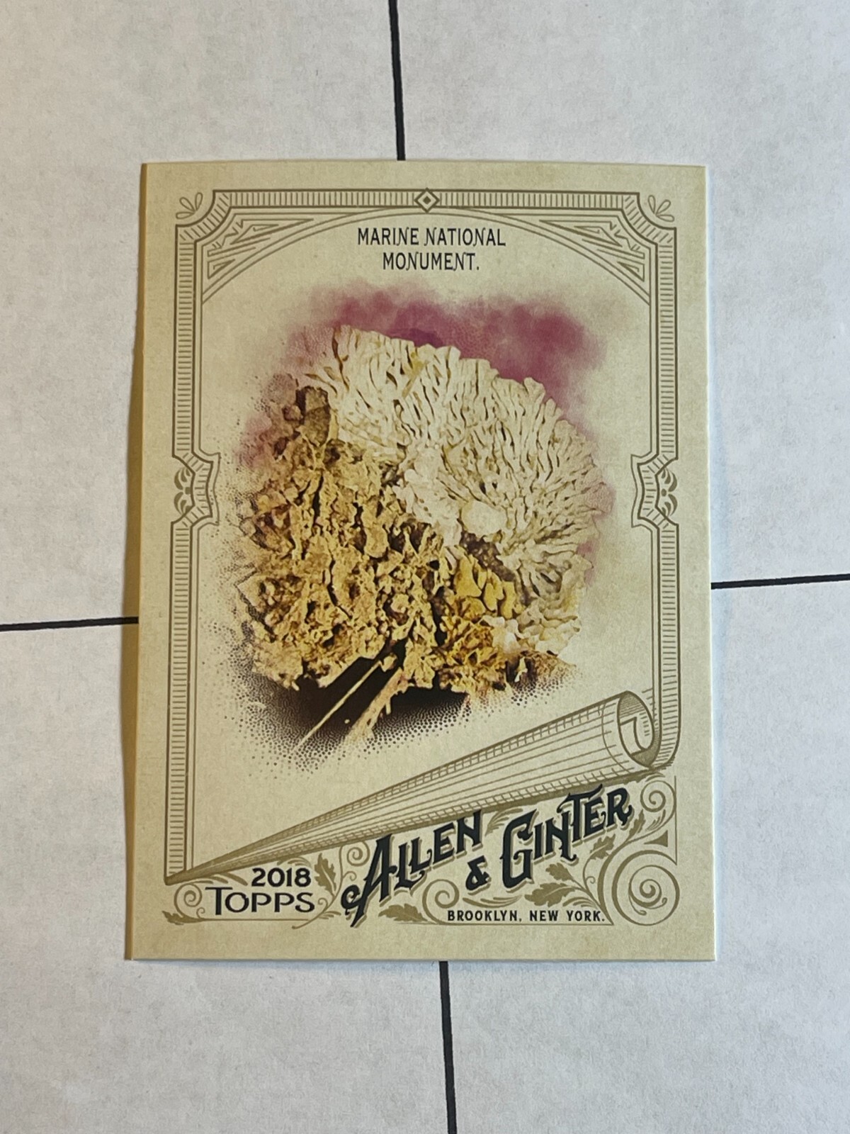 Marine National Monument 2018 Topps Allen & Ginter #84 Undersea Preserve
