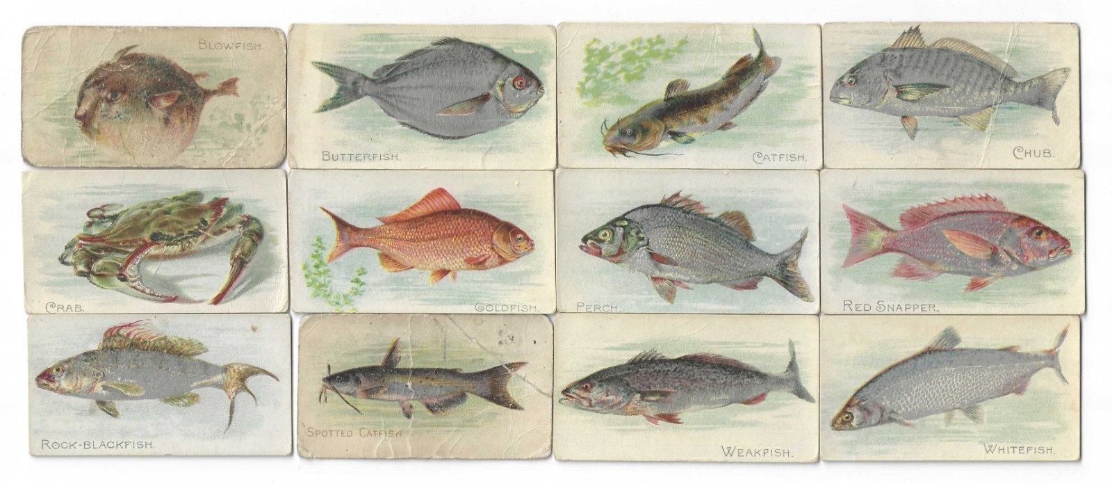 c1910s T58 Sweet Caporal Tobacco Cards – Fish Series – 12 Different Buy 1 or All
