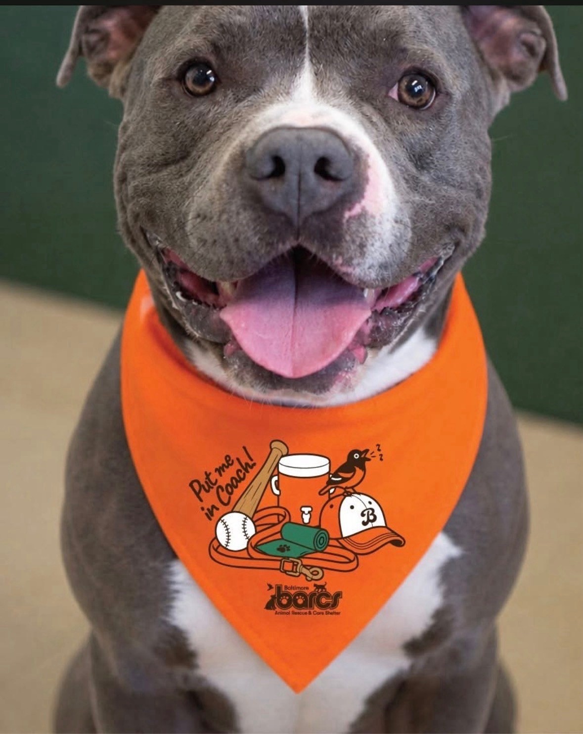 Baltimore Orioles BARC In The Park Pet Dog Bandana New Authentic Not Bobblehead