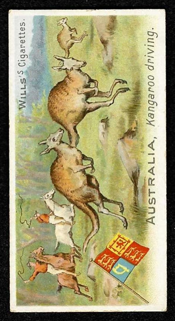 1900 AUSTRALIA, KANGAROO DRIVING Wills Sports Of All Nations THREE CASTLES #2