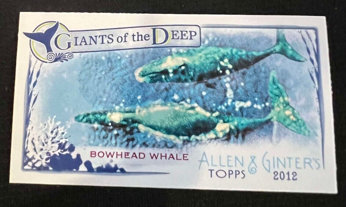 BOWHEAD WHALE 2012 Topps Allen & Ginter Giants of the Deep Mini #GD-6