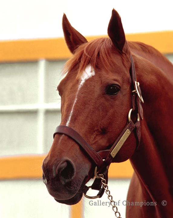 Secretariat Portrait #1 Photo 8″ x 10 – 24″ x 30″